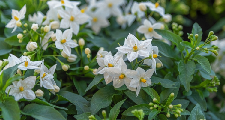 Solanum jasminoides, Star of Bethlehem, White potato vine